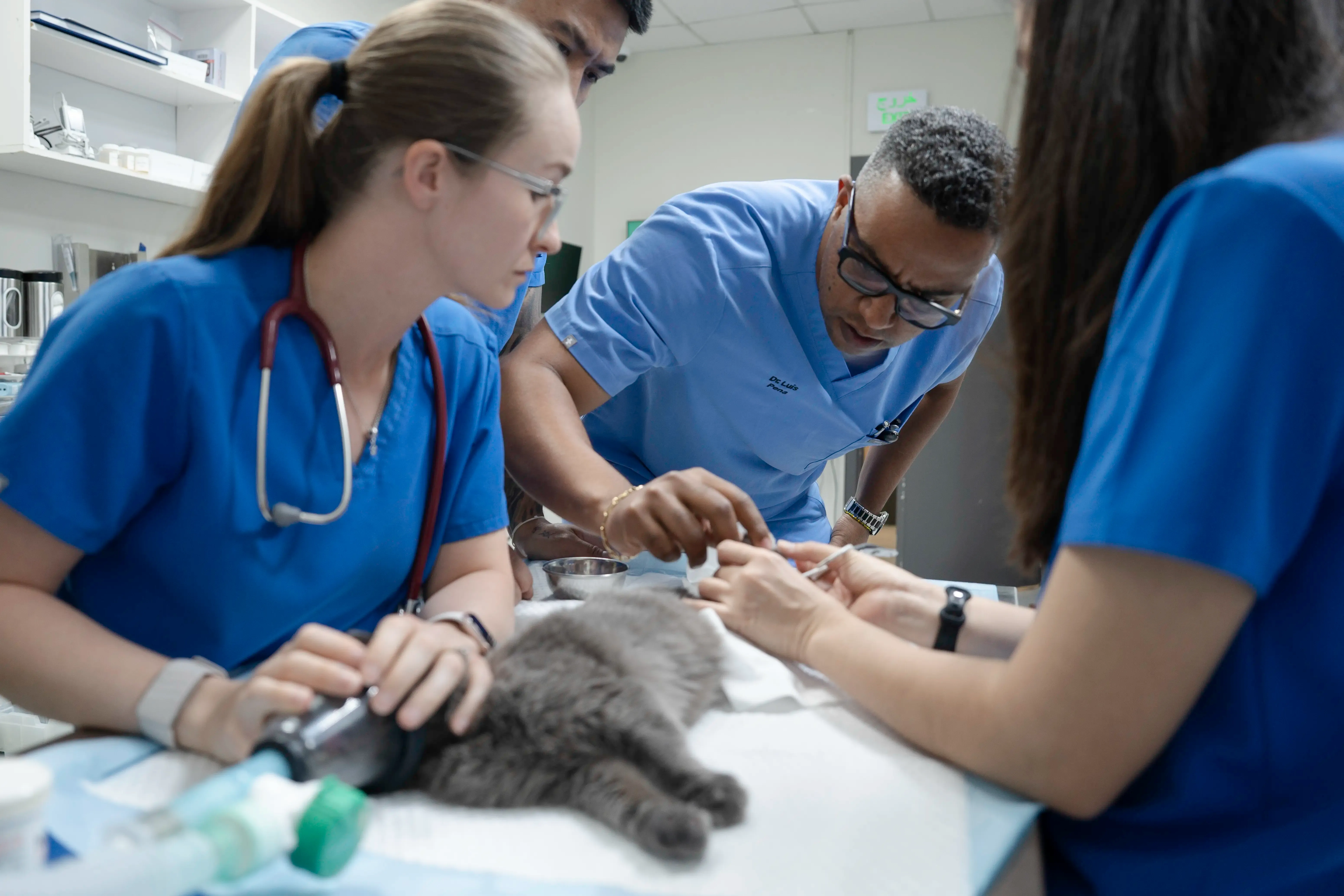 Emergency veterinary treatment at Parkview Pet Center Doha