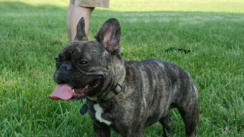 French Bulldog — brachycephalic breed with airline transport restrictions