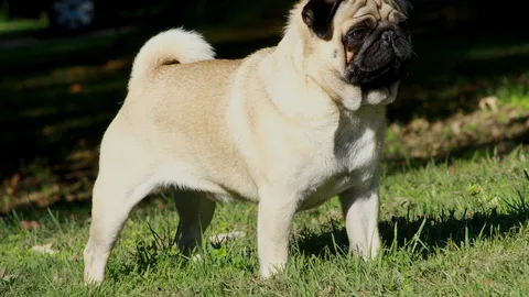 Pug — brachycephalic breed with airline transport restrictions