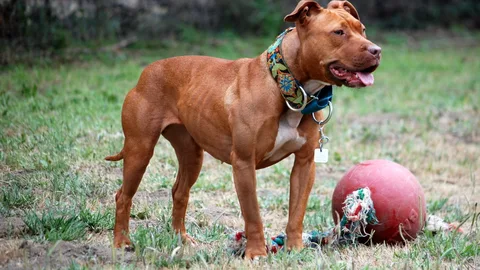 American Pit Bull Terrier — dog breed banned from import to Qatar