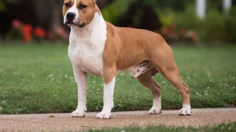 American Staffordshire Terrier — dog breed banned from import to Qatar
