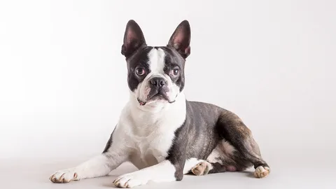 Boston Terrier — dog breed banned from import to Qatar