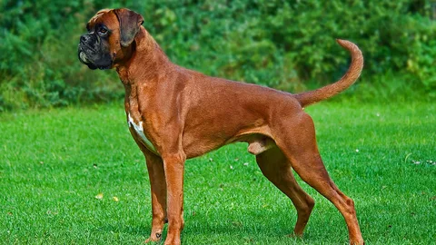Boxer — dog breed banned from import to Qatar