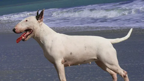Bull Terrier — dog breed banned from import to Qatar