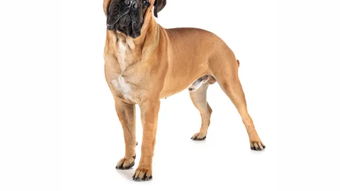 Bullmastiff — dog breed banned from import to Qatar