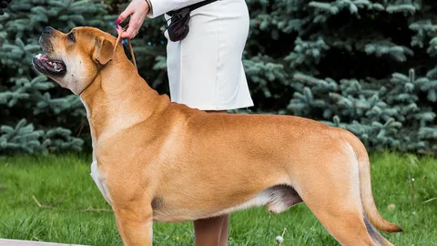 Ca de Bou — dog breed banned from import to Qatar