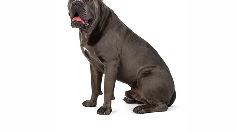Cane Corso — dog breed banned from import to Qatar