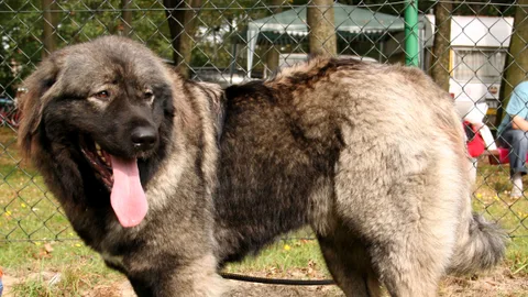 Caucasian Shepherd Dog — dog breed banned from import to Qatar