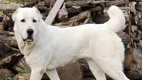 Central Asian Shepherd — dog breed banned from import to Qatar