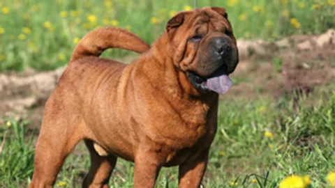 Chinese Shar-Pei — dog breed banned from import to Qatar