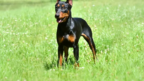 Doberman Pinscher — dog breed banned from import to Qatar