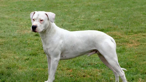 Dogo Argentino — dog breed banned from import to Qatar