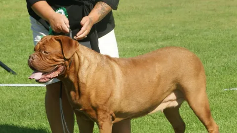 Dogue de Bordeaux — dog breed banned from import to Qatar