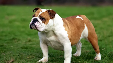 English Bulldog — dog breed banned from import to Qatar