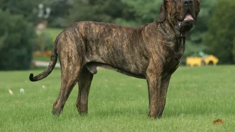 Fila Brasileiro — dog breed banned from import to Qatar