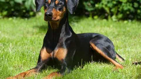 German Pinscher — dog breed banned from import to Qatar