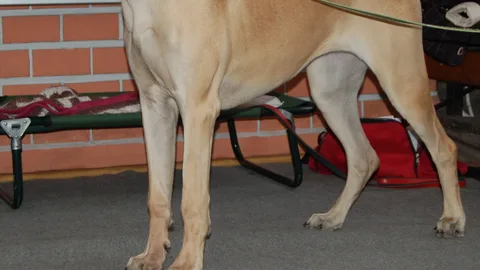 Great Dane — dog breed banned from import to Qatar