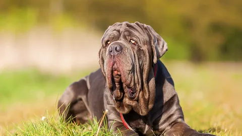 Neapolitan Mastiff — dog breed banned from import to Qatar