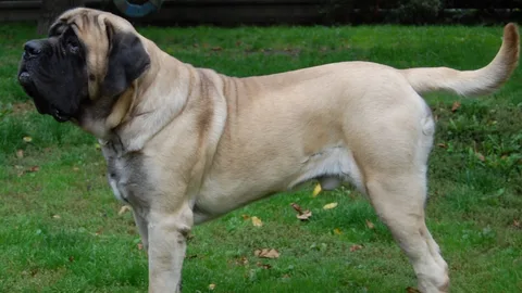 Old English Mastiff — dog breed banned from import to Qatar