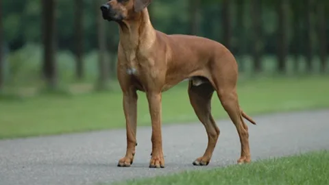 Rhodesian Ridgeback — dog breed banned from import to Qatar