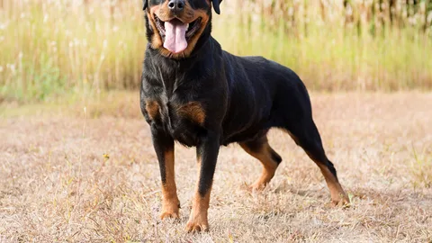 Rottweiler — dog breed banned from import to Qatar
