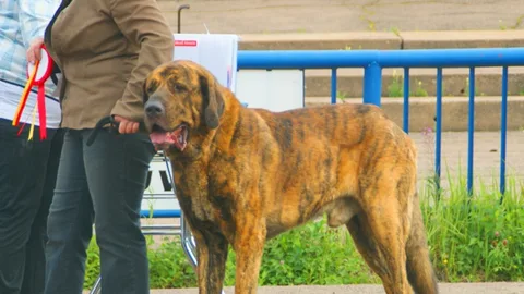 Spanish Mastiff — dog breed banned from import to Qatar