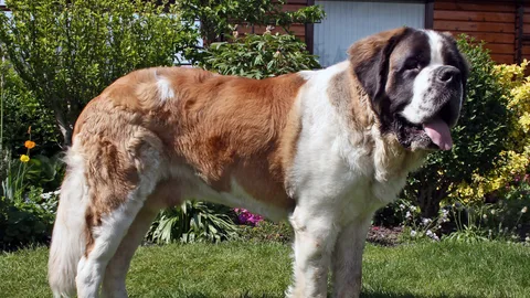 St. Bernard — dog breed banned from import to Qatar