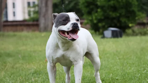 Staffordshire Bull Terrier — dog breed banned from import to Qatar