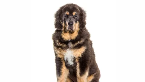 Tibetan Mastiff — dog breed banned from import to Qatar