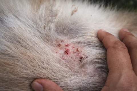 Bacterial pyoderma treatment for dogs at Parkview Pet Center in Doha