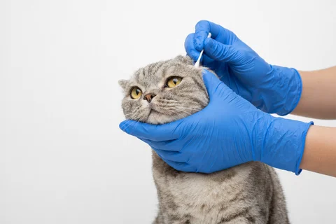 Cat ear cleaning at Parkview Pet Center in Doha, Qatar