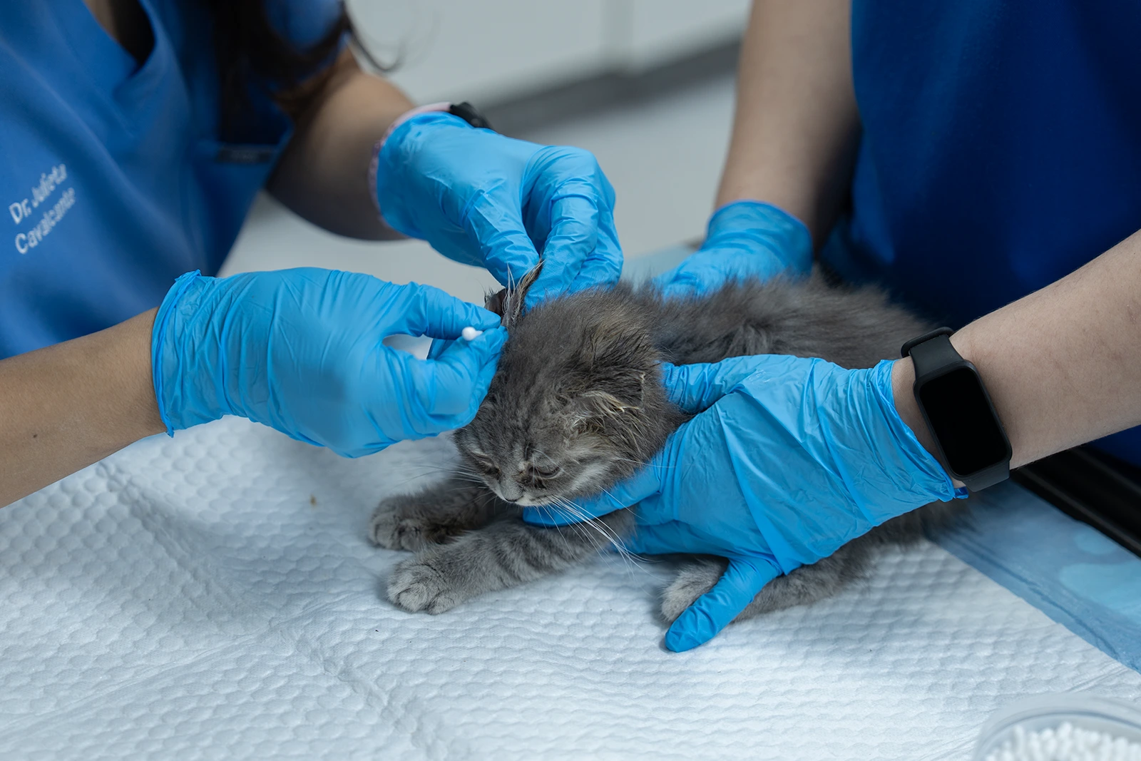 Kitten ear cleaning treatment at Parkview Pet Center in Doha, Qatar