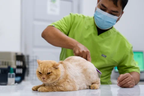 Cat blow dry grooming at Parkview Pet Center in Doha, Qatar