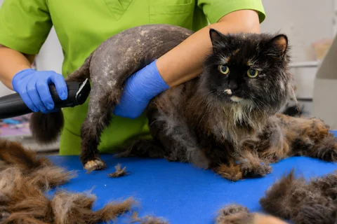 Cat de-matting grooming at Parkview Pet Center in Doha, Qatar