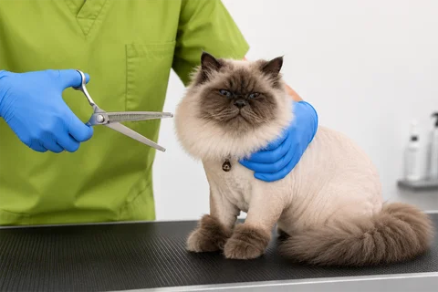 Cat Grooming at Parkview Pet Center Doha