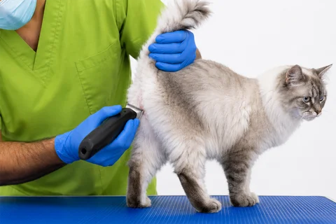 Cat sanitary trim grooming at Parkview Pet Center in Doha, Qatar