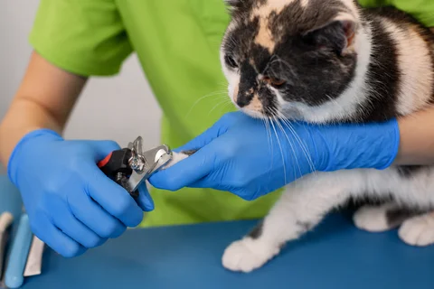 Cat nail trimming at Parkview Pet Center in Doha, Qatar