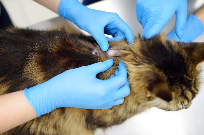 Veterinarian examining ringworm skin lesion on a cat at Parkview Pet Center in Doha, Qatar