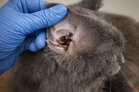 Ear infection treatment for pets at Parkview Pet Center in Doha