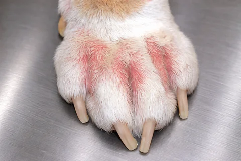 Allergic dermatitis treatment for dogs at Parkview Pet Center in Doha