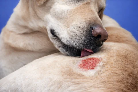 Hot spot treatment for dogs at Parkview Pet Center in Doha