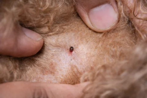 Parasitic skin condition treatment at Parkview Pet Center in Doha