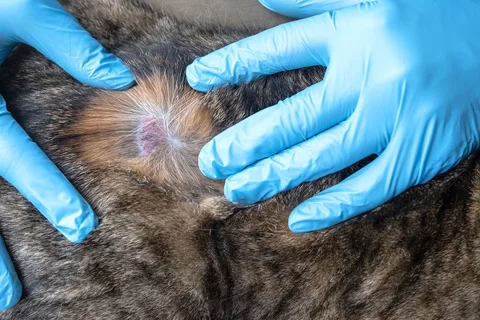 Ringworm fungal infection treatment at Parkview Pet Center in Doha