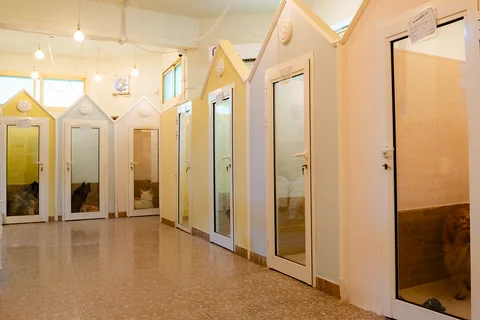 إقامة الكلاب في مركز بارك فيو الدوحة