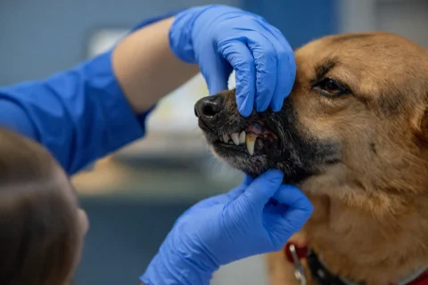 عناية الأسنان في مركز بارك فيو الدوحة