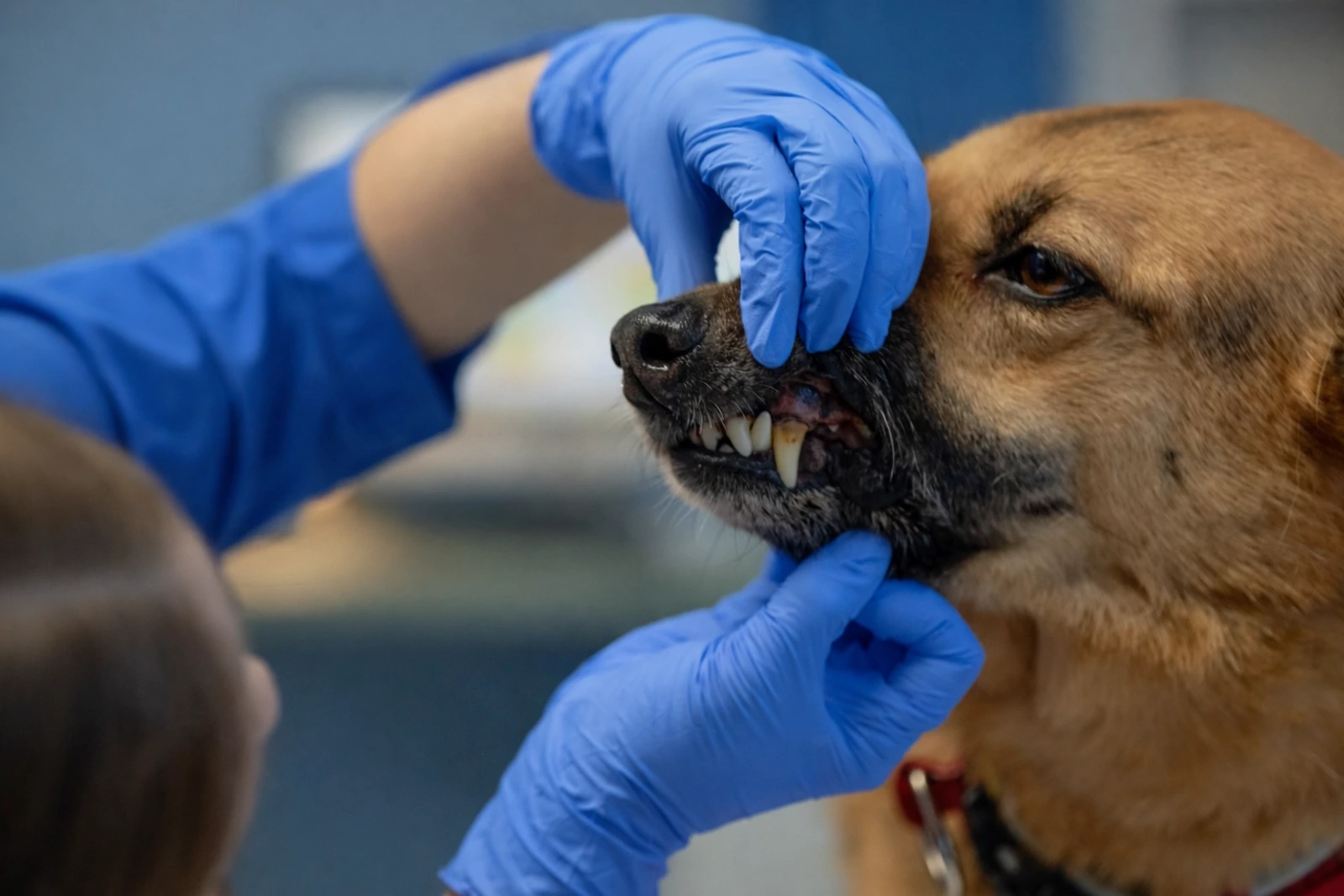 Dog dental examination at Parkview Pet Center in Doha, Qatar