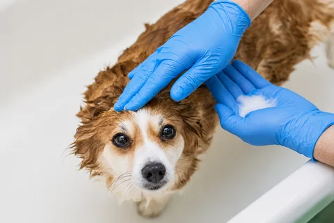 Dog flea and tick bath treatment at Parkview Pet Center in Doha, Qatar