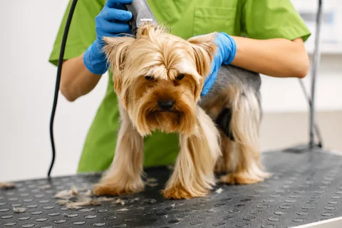 Full dog grooming service at Parkview Pet Center in Doha, Qatar