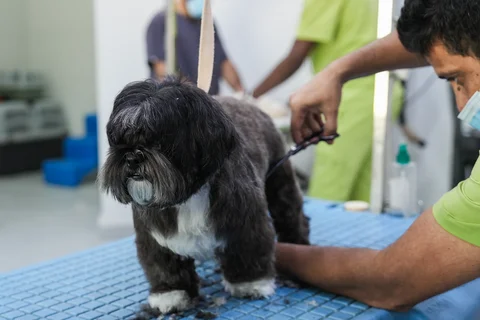 العناية بالكلاب في مركز بارك فيو الدوحة