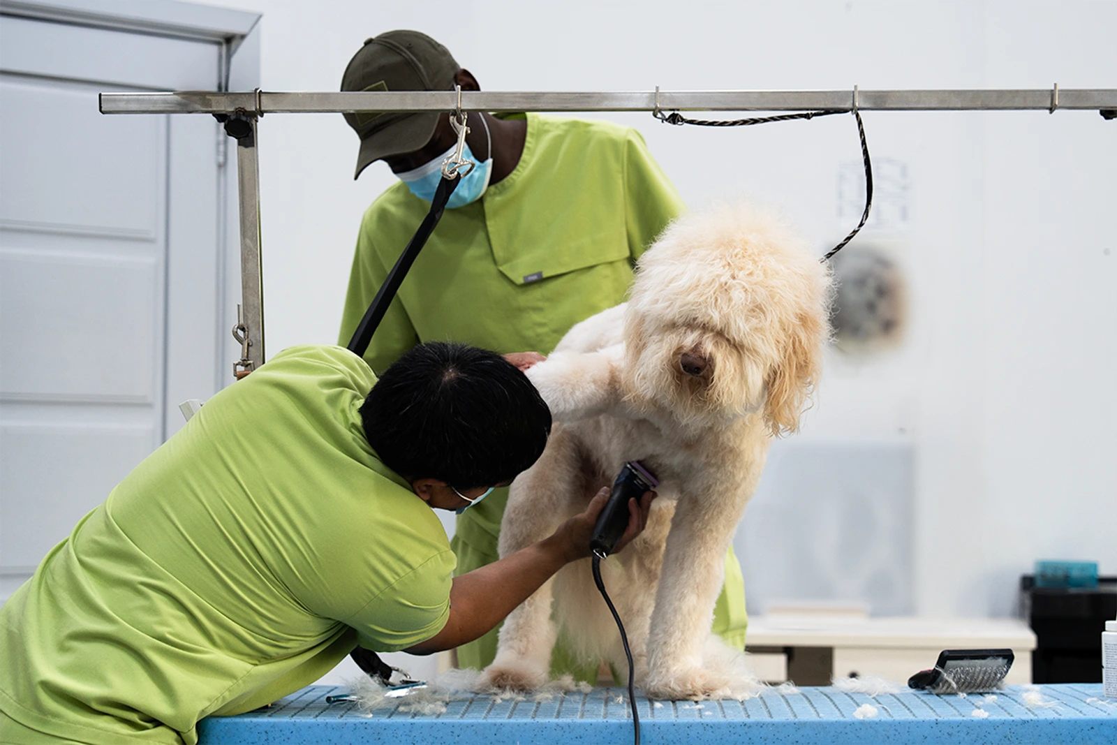 عملية تجميل الكلاب في مركز بارك فيو للحيوانات الأليفة الدوحة قطر